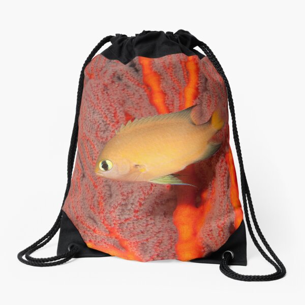 Dark-fin Chromis, Papua New Guinea Drawstring Bag