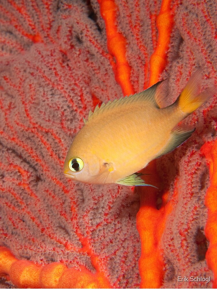 Dark-fin Chromis, Papua New Guinea by eschlogl