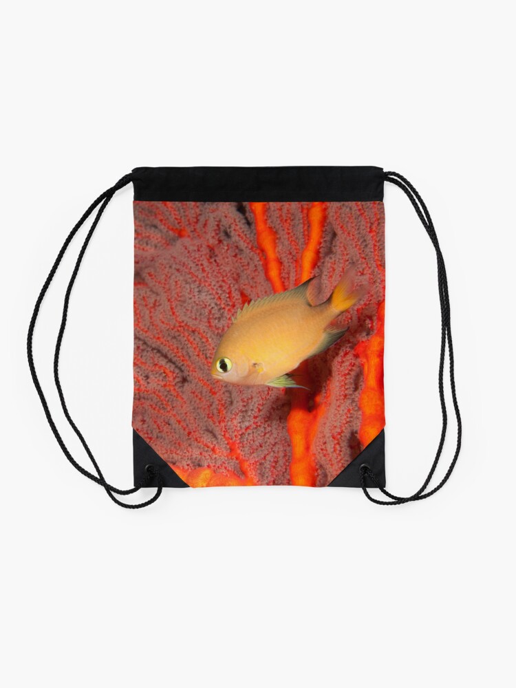 Alternate view of Dark-fin Chromis, Papua New Guinea Drawstring Bag