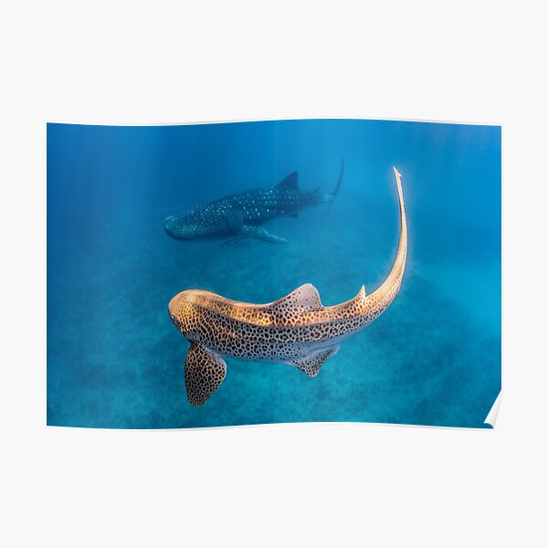 Whale Shark Posters for Sale | Redbubble