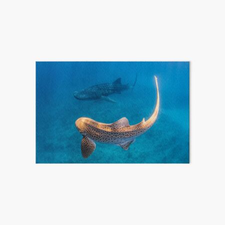Item preview, whale shark and leopard shark designed and sold by Jesshaddenphoto.