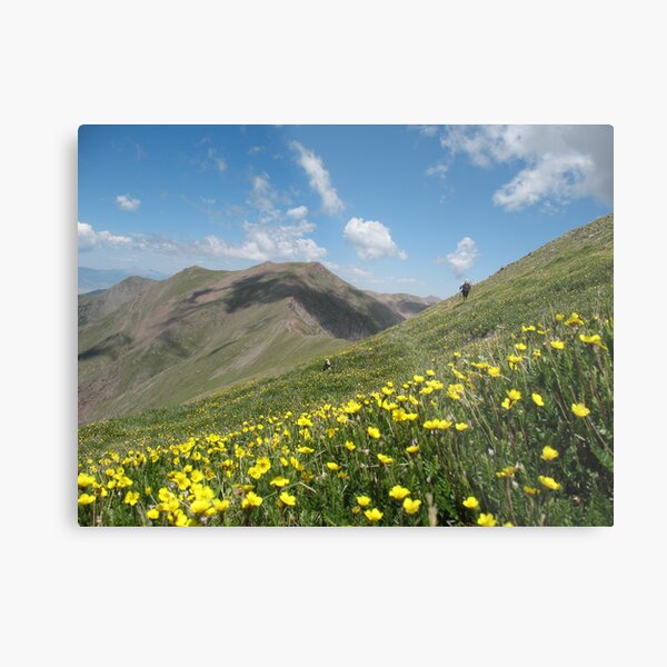 Sangres Wildflowers Metal Print