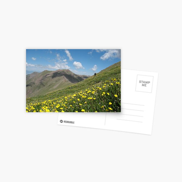 Sangres Wildflowers Postcard