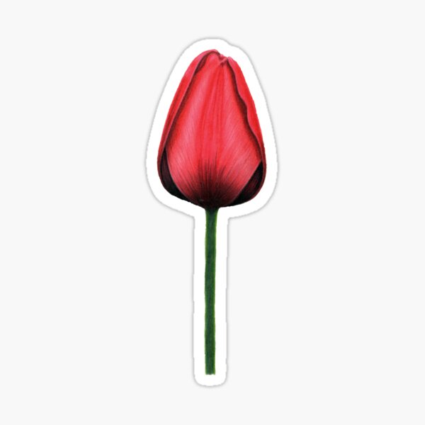 Red tulip Sticker