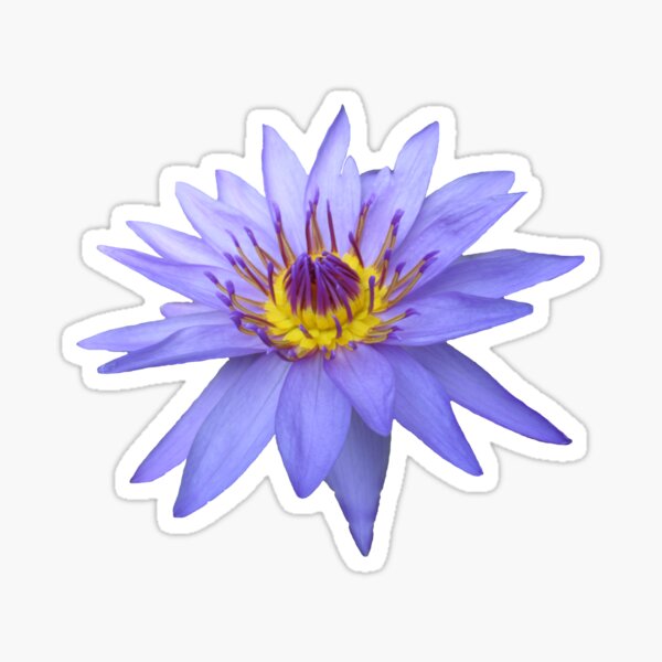 wunderschöne, blaue Seerose, Blume, Blüte, Sommer Sticker