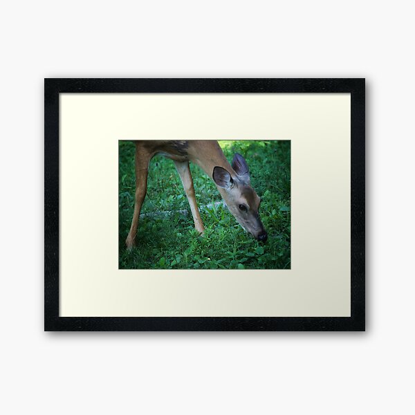 Grazing Doe Framed Art Print