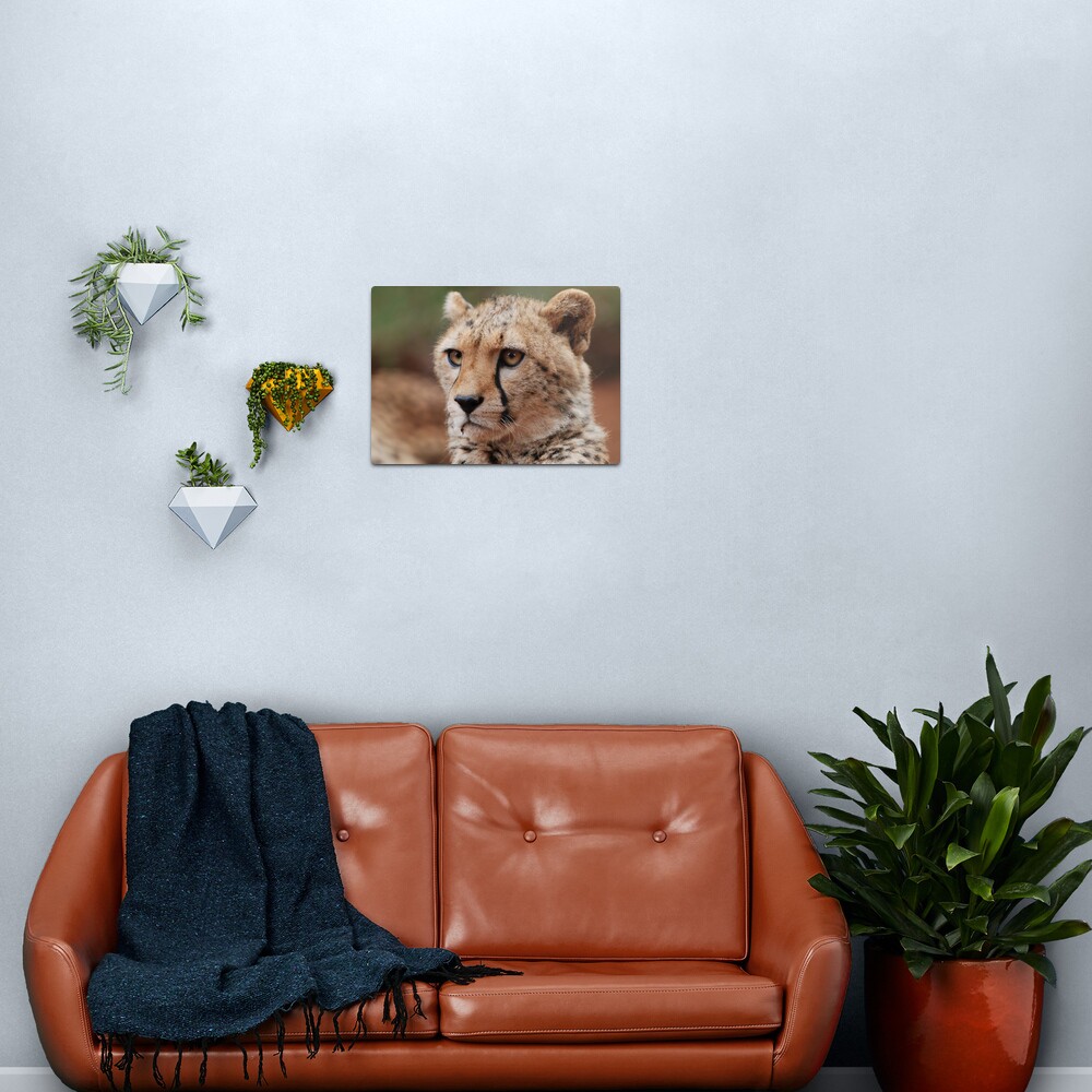 Young male Cheetah - Kenya Metal Print
