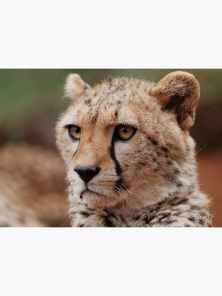 Young male Cheetah - Kenya by bfra