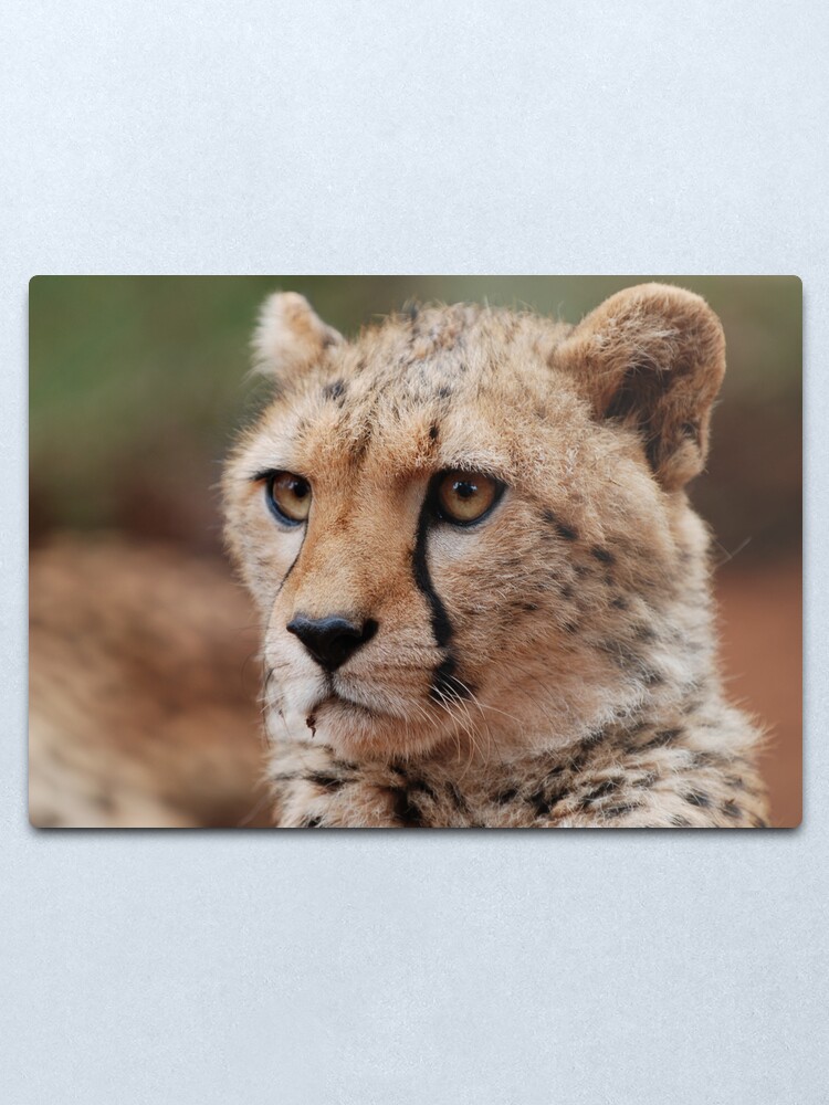 Alternate view of Young male Cheetah - Kenya Metal Print