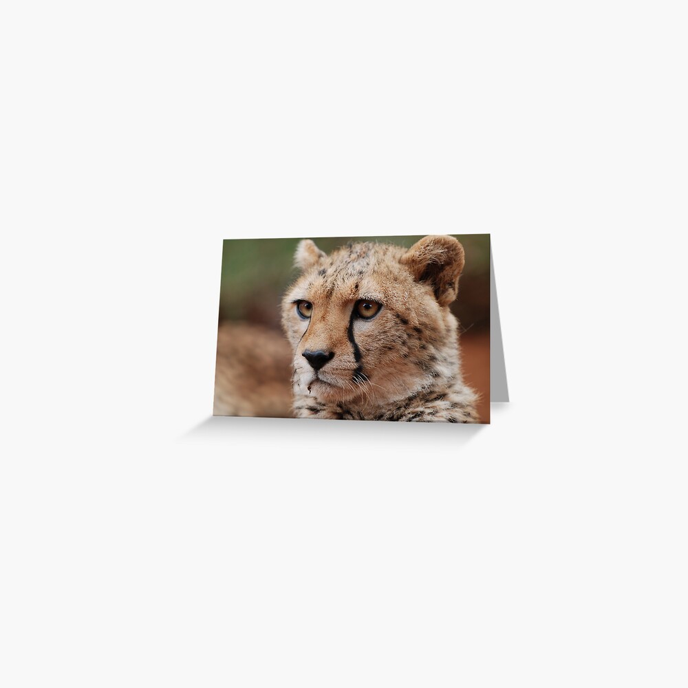 Young male Cheetah - Kenya Greeting Card