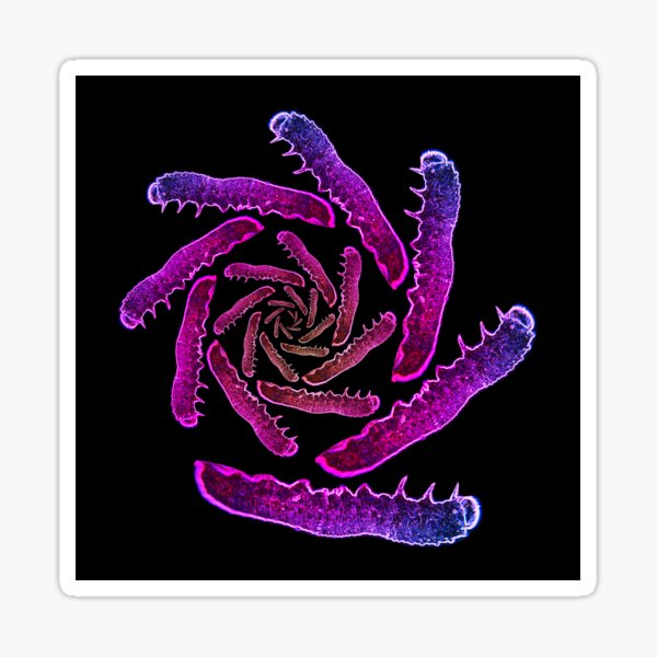 Neon Caterpillar Sticker