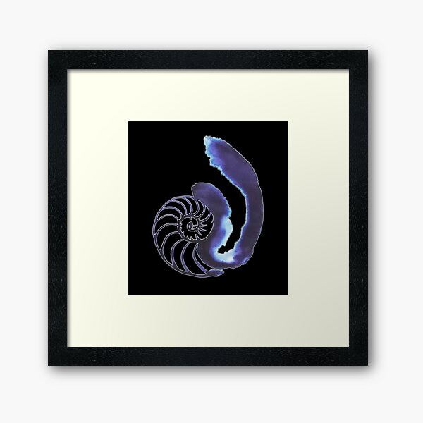 Twin Nautilus Shells Framed Art Print By Laroach Redbubble