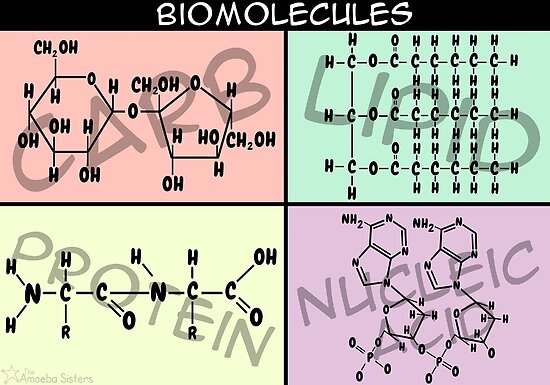 Biomolecules Diagram