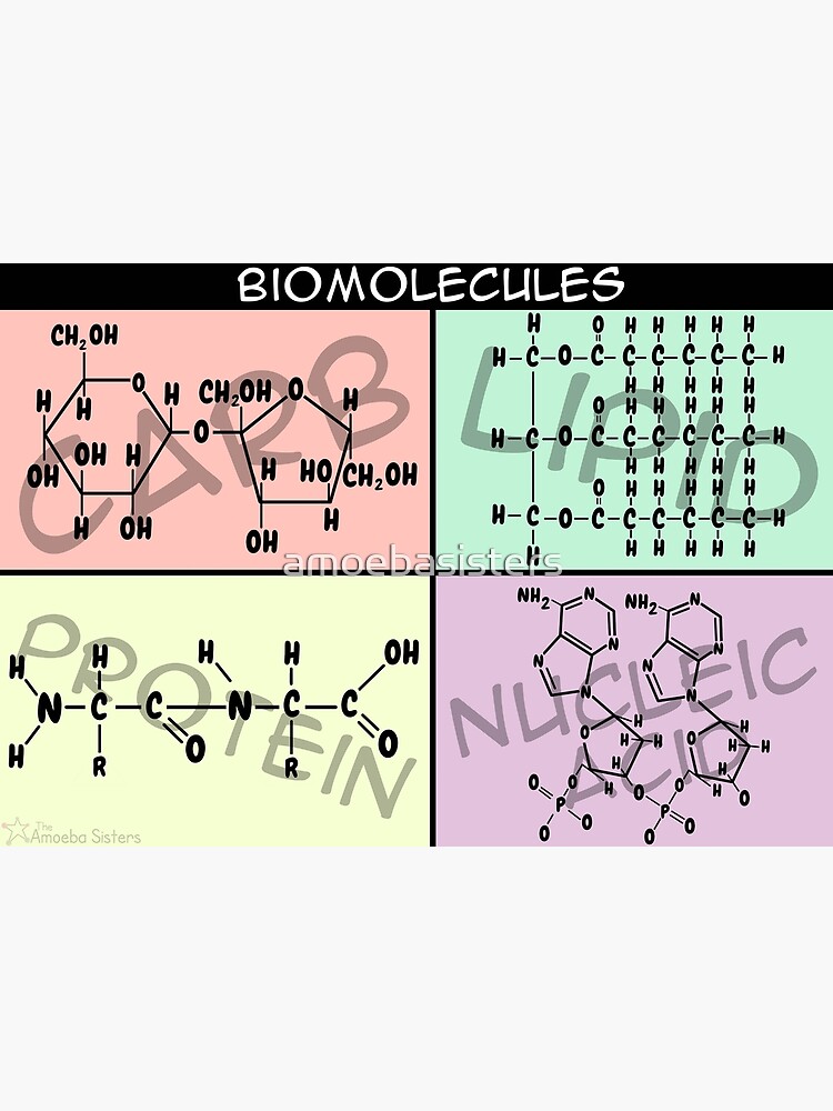 Biomolecule Structure Poster by amoebasisters