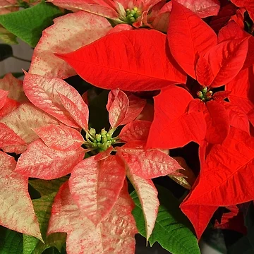 Imagen de la obra Festive de Ree Reid