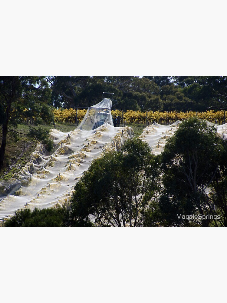 Thumbnail 3 of 3, Sticker, Vintage Nets Off - Magpie Springs - Adelaide Hills Wine Region - Fleurieu Peninsula - Winery designed and sold by MagpieSprings.
