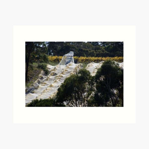 Vintage Nets Off - Magpie Springs - Adelaide Hills Wine Region - Fleurieu Peninsula - Winery Art Print