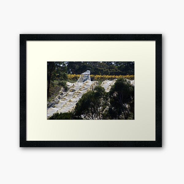 Vintage Nets Off - Magpie Springs - Adelaide Hills Wine Region - Fleurieu Peninsula - Winery Framed Art Print