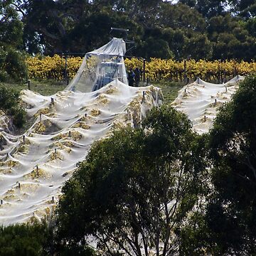Artwork thumbnail, Vintage Nets Off - Magpie Springs - Adelaide Hills Wine Region - Fleurieu Peninsula - Winery by MagpieSprings