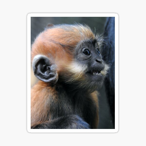 Endangered Dusky Leaf Monkeys / Langurs Greeting Card for Sale by  Studiopanda