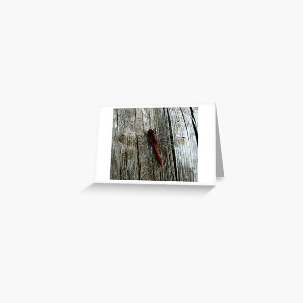 Dragon fly Greeting Card