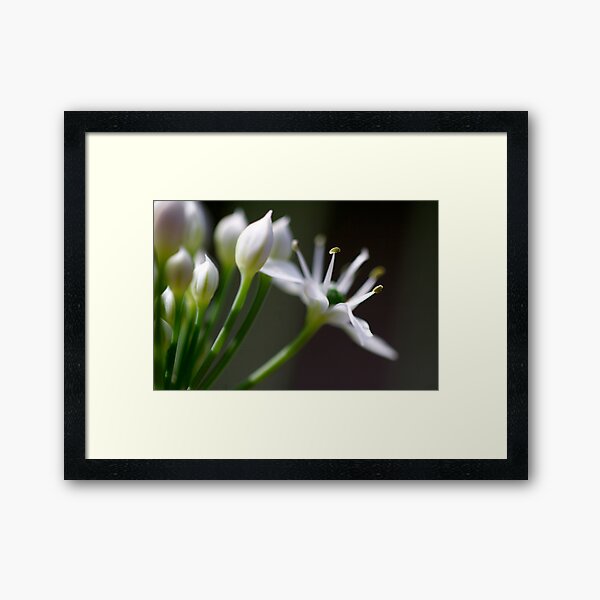 Itsy Bitsy Framed Art Print