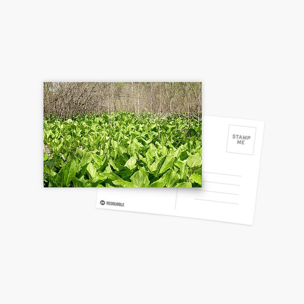 Skunk Cabbage Postcard