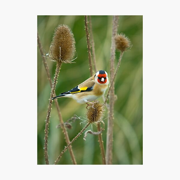 Item preview, Gold Finch designed and sold by Escy.