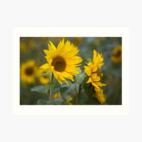 Sunflowers Art Print