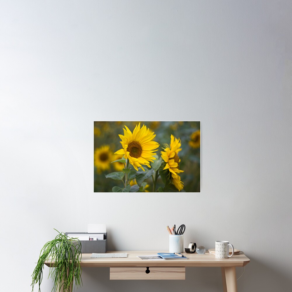 Sunflowers Poster