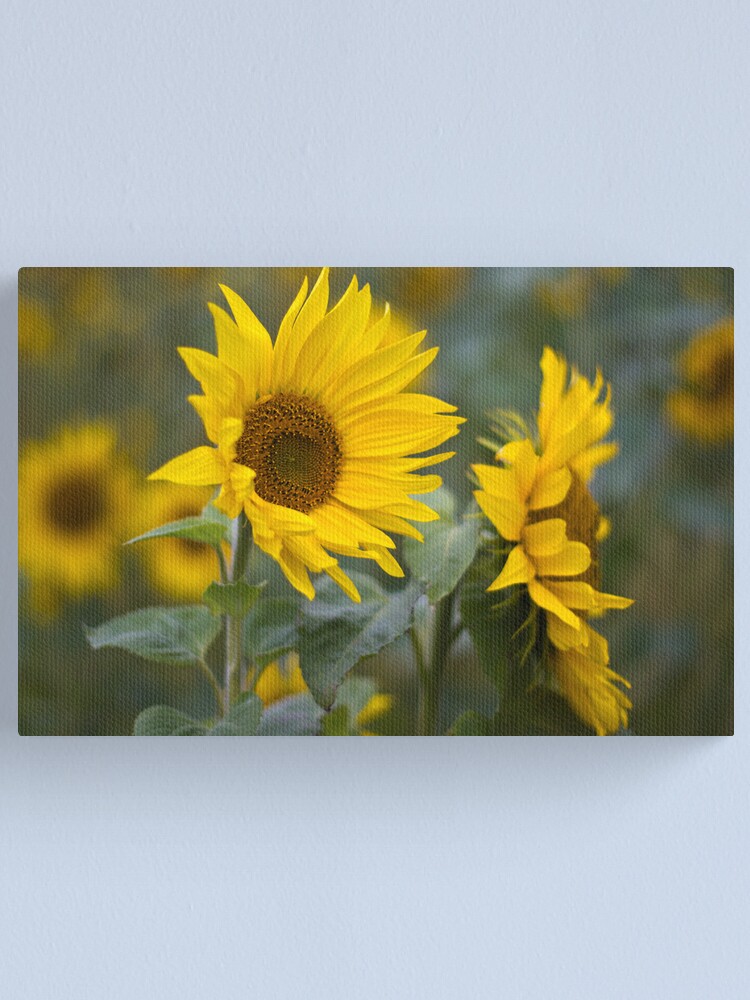 Alternate view of Sunflowers Canvas Print