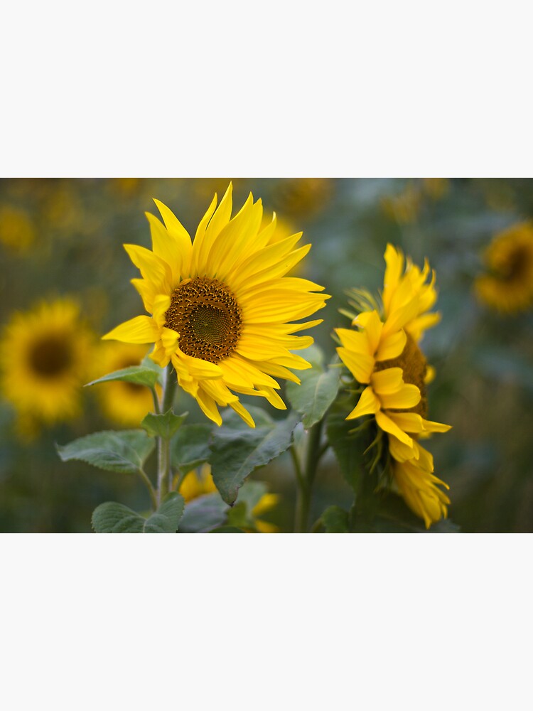 Sunflowers by SteveChilton