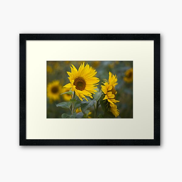 Sunflowers Framed Art Print