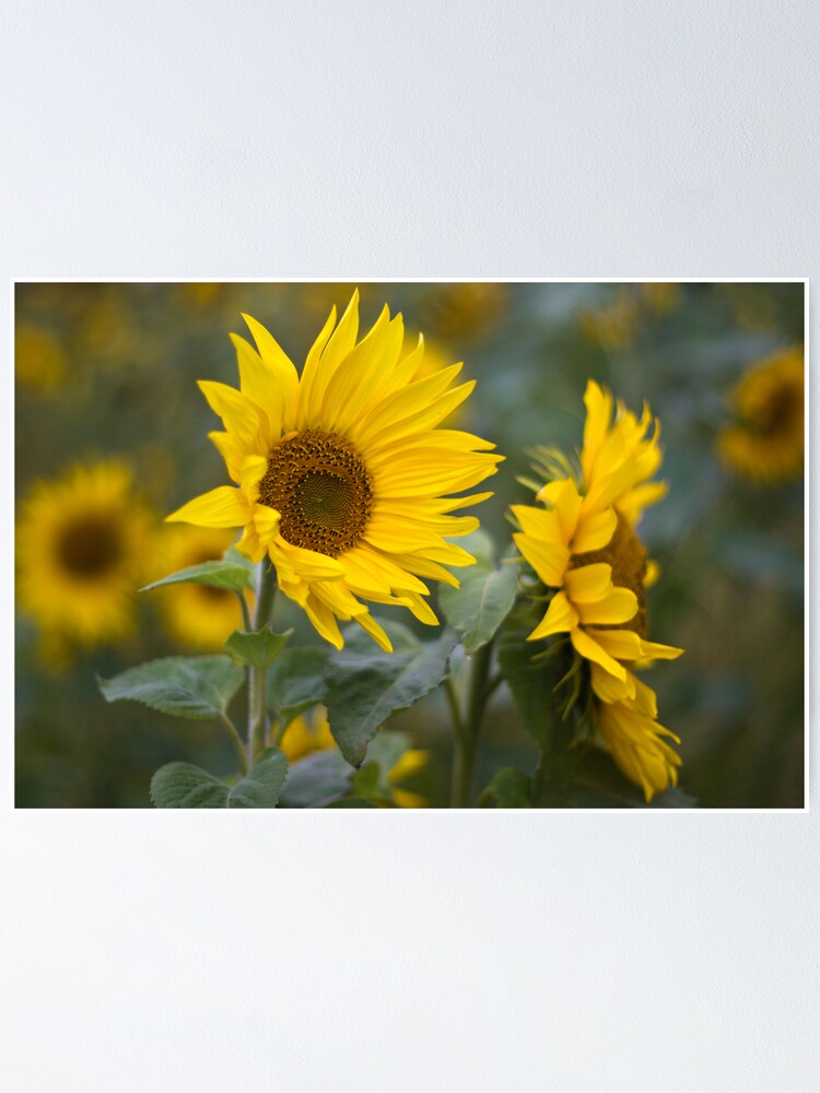 Alternate view of Sunflowers Poster