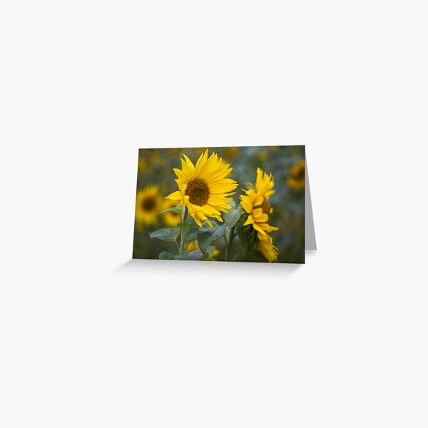 Sunflowers Greeting Card