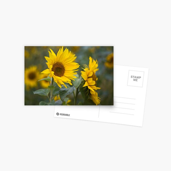 Sunflowers Postcard