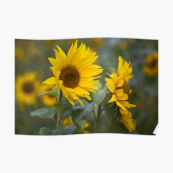 Sunflowers Poster
