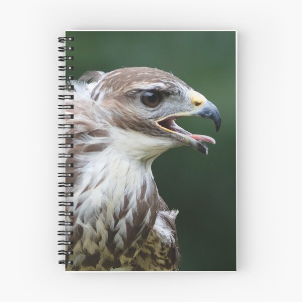 Artikelvorschau, Gemeiner Bussard - Buteo Buteo entworfen und verkauft von lyttonimages.