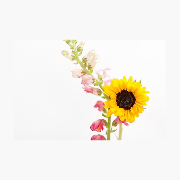 Item preview, Single Sunflower and Snapdragon designed and sold by AndreaBorden.