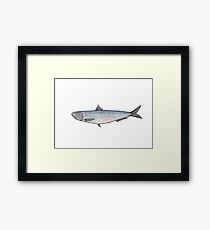 Sardine: Fish of Portugal Framed Art Print