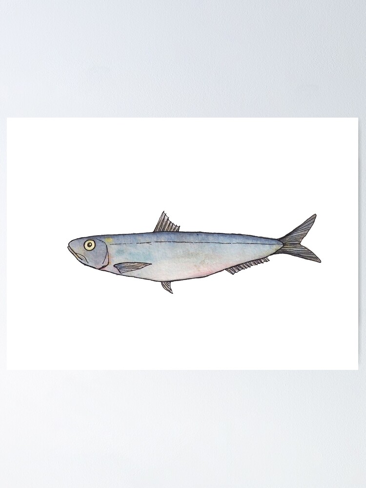 "Sardine Fish of Portugal" Poster for Sale by BestFish Redbubble