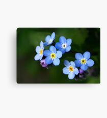 Forget-me-nots Leinwanddruck