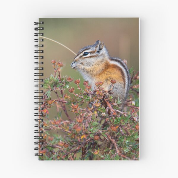 Item preview, Chipmunk designed and sold by Greg Birkett.