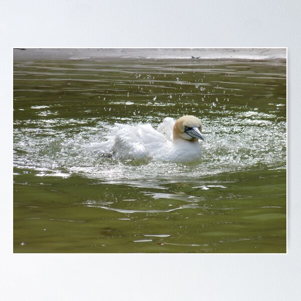 Item preview, Northern Gannet designed and sold by DutchLumix.