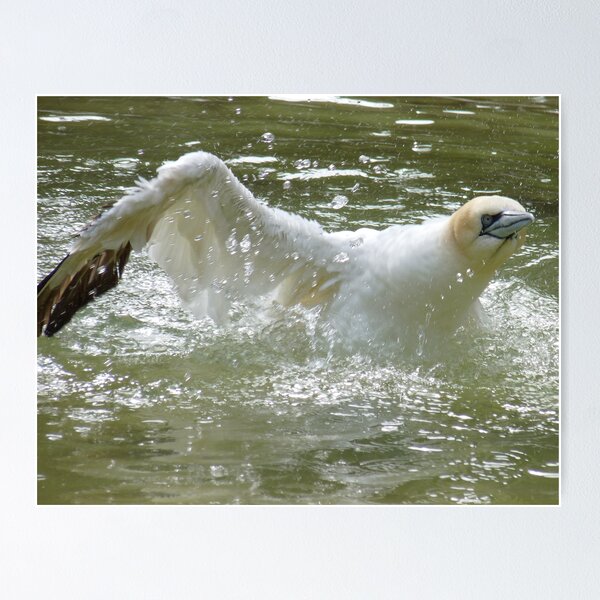 Item preview, Northern Gannet 1 designed and sold by DutchLumix.