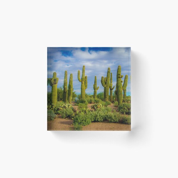 Item preview, Cactus Array designed and sold by gemlenz.
