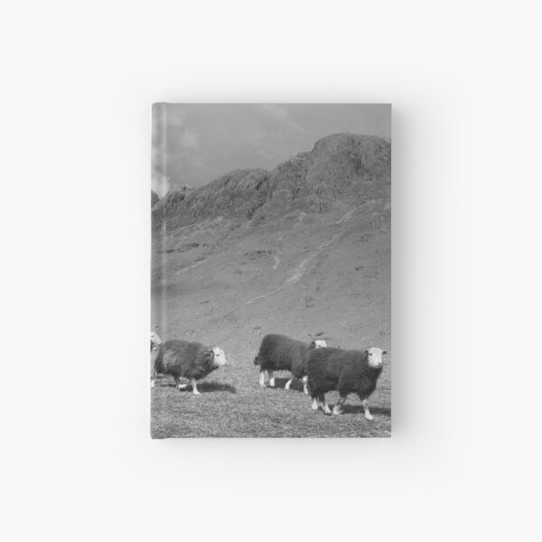 Herdwick sheep in Langdale Hardcover Journal