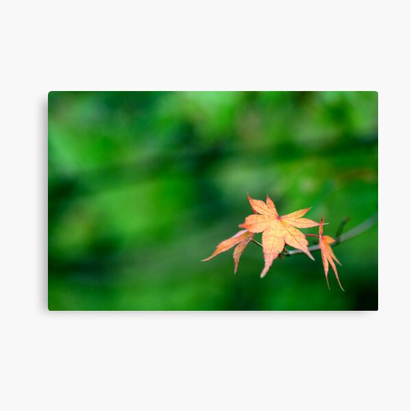 Early Bloomers Canvas Print