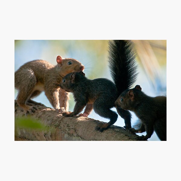 Item preview, Squirrel Family designed and sold by David Friederich.