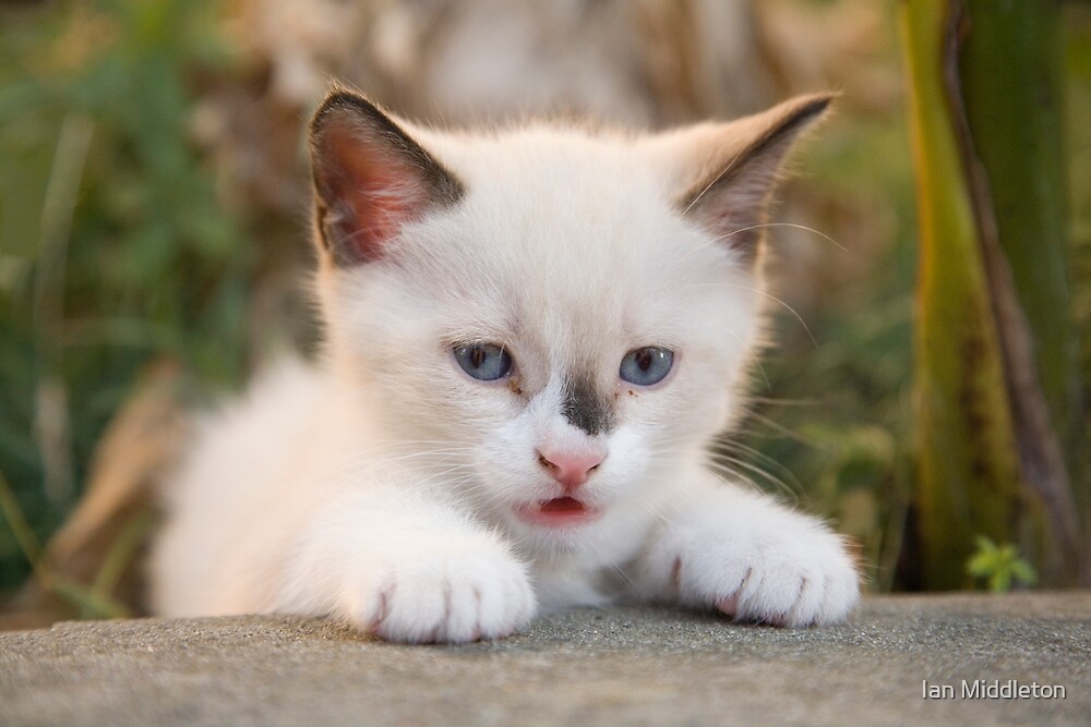 "Cute white kitten" by Ian Middleton | Redbubble